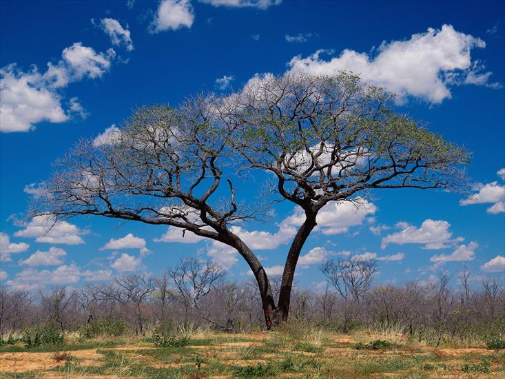 Afryka - Shakawe, Botswana.jpg