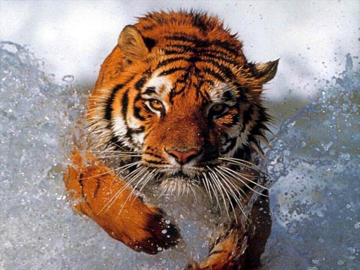 dzikie koty - tygrysek.jpg