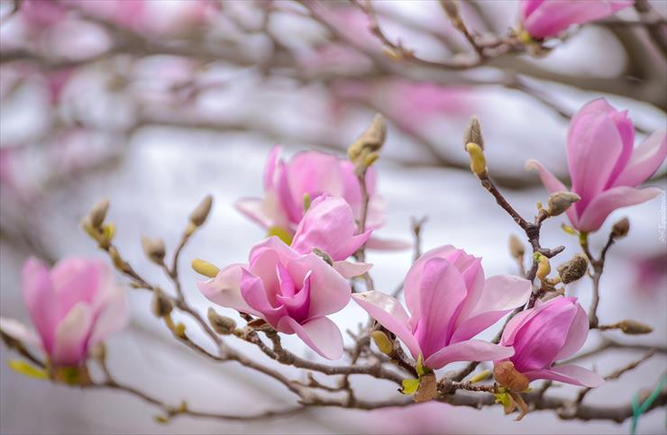 Magnolie  - wiosenne-magnolie.jpg
