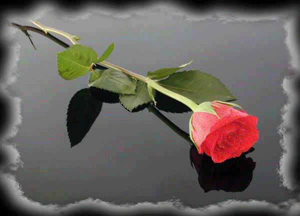 kwiaty   róże - czerw_roza_012.gif