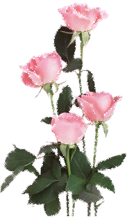 róża--piękny kwiat - 214.gif