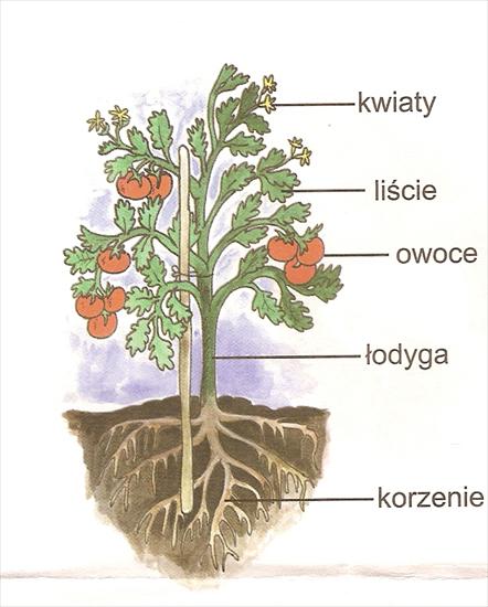 owoce i warzywa - przekrój rośliny, co tam ona ma- łodyga, korzenie itd.jpg