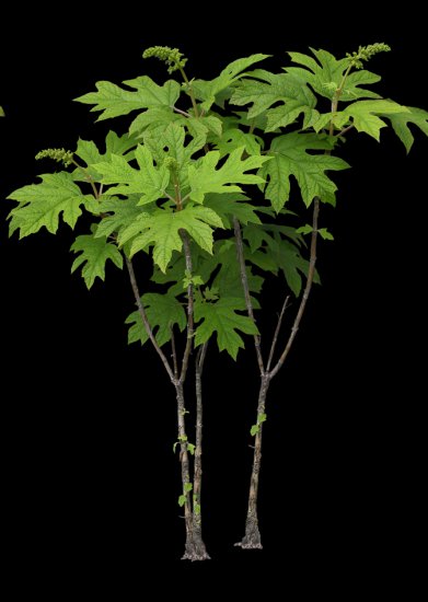 Drzewa i liśćie - sumak1.png