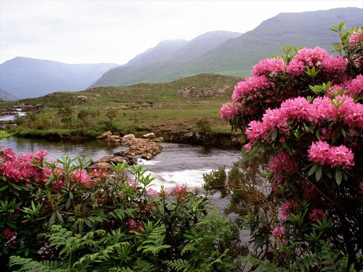  TAPETY GIFY POOZDROWIENIA - Rhododendrons_Bloom_Along_the_River_Bundorragha,_Ireland.jpg